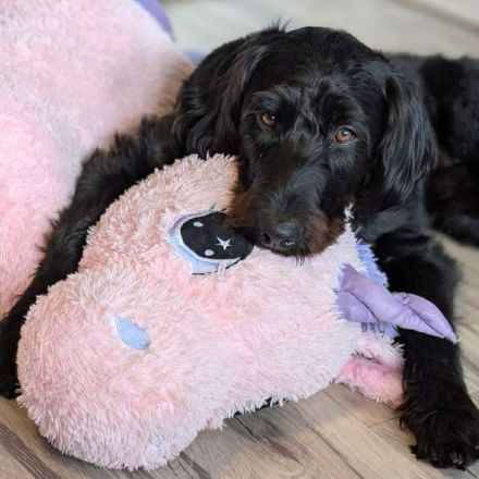 Kubo in 59590 Geseke sucht sein Für-immer-Zuhause