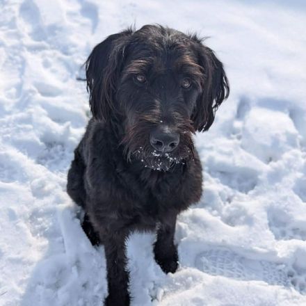 Kubo in 59590 Geseke sucht sein Für-immer-Zuhause