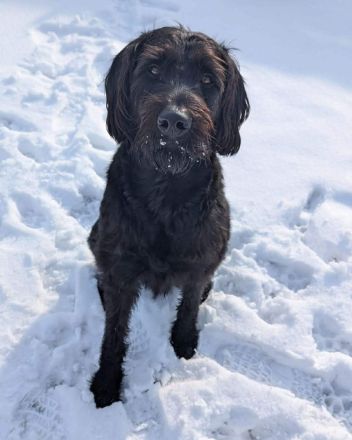 Kubo in 59590 Geseke sucht sein Für-immer-Zuhause