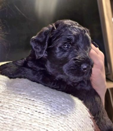 Bernerdoodle F1B Welpen Doodle Pudel Bernersennenhund