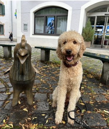 Bernerdoodle F1B Welpen Doodle Pudel Bernersennenhund