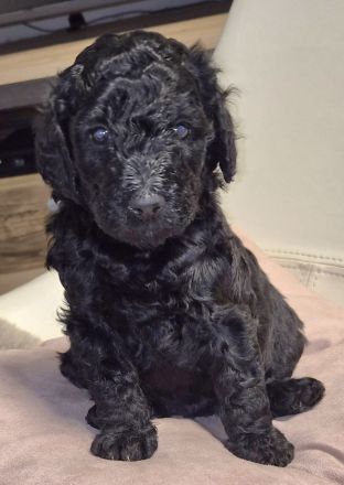 Bernerdoodle F1B Welpen Doodle Pudel Bernersennenhund