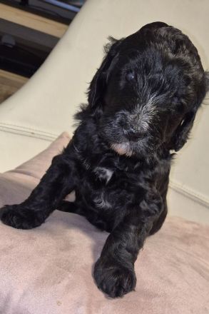 Bernerdoodle F1B Welpen Doodle Pudel Bernersennenhund