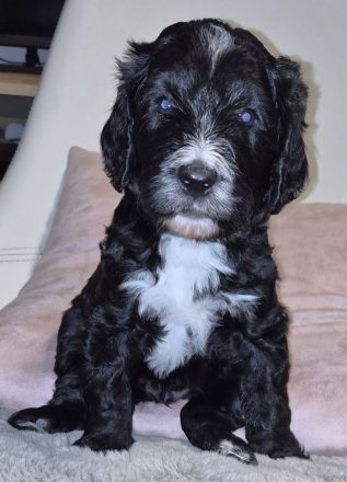 Bernerdoodle F1B Welpen Doodle Pudel Bernersennenhund