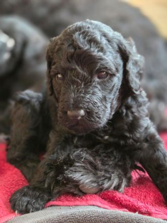 Bernerdoodle F1B Welpen Doodle Pudel Bernersennenhund