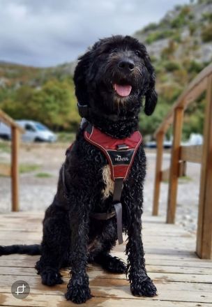 Bernerdoodle F1B Welpen Doodle Pudel Bernersennenhund