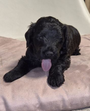 Bernerdoodle F1B Welpen Doodle Pudel Bernersennenhund