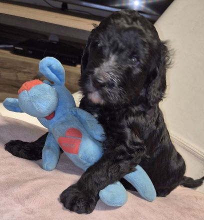 Bernerdoodle F1B Welpen Doodle Pudel Bernersennenhund