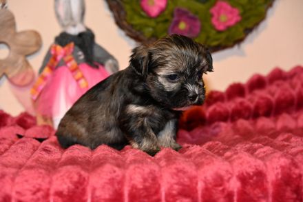 7 Havaneser Malteser Mix Welpen ZOBELZWERGE Abgabe ab Mitte März