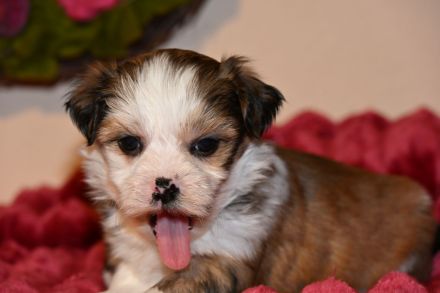 7 Havaneser Malteser Mix Welpen ZOBELZWERGE Abgabe ab Mitte März