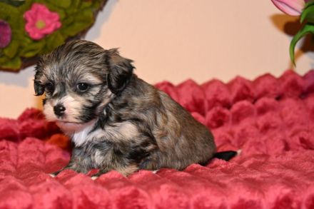 7 Havaneser Malteser Mix Welpen ZOBELZWERGE Abgabe ab Mitte März