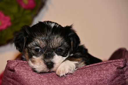 7 Havaneser Malteser Mix Welpen ZOBELZWERGE Abgabe ab Mitte März