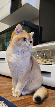 BKH Golden Shell Deckkater