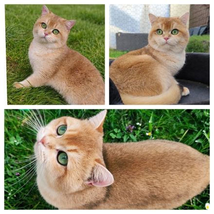 BKH Golden Shell Deckkater