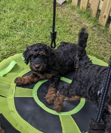 Wurfankündigung Kleinpudel / Mittelpudel Pudel Welpen 40-45 cm