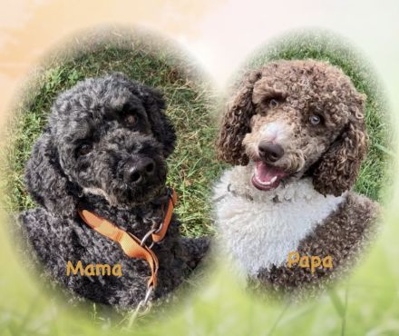 Wurfankündigung Kleinpudel / Mittelpudel Pudel Welpen 40-45 cm