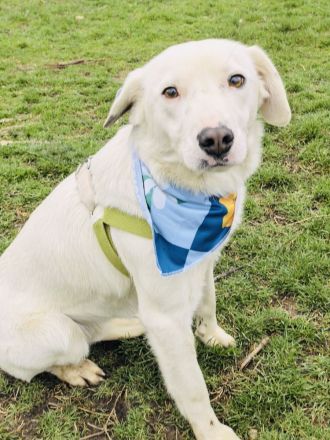Labbymix sucht ein Körbchen