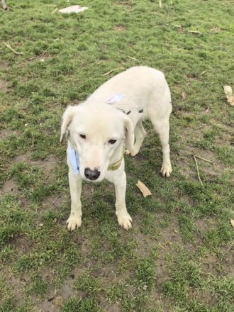 Labbymix sucht ein Körbchen