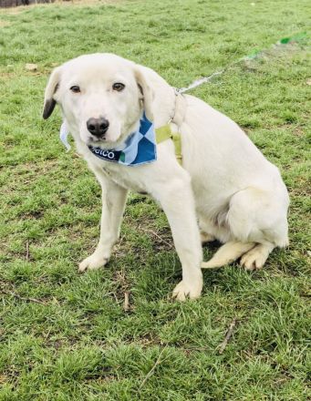 Labbymix sucht ein Körbchen