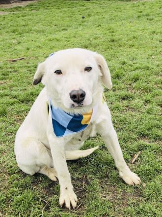 Labbymix sucht ein Körbchen