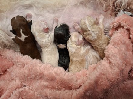 5 kleine Havaneserwelpen geboren