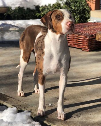 Catahoula Leopard Dog Welpen – NALC-zertifiziert, 2 Hündinnen + 3 Rüden!