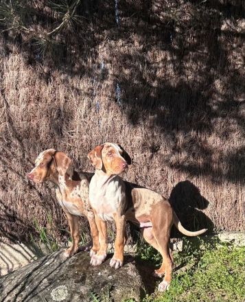 Catahoula Leopard Dog Welpen – NALC-zertifiziert, 2  Rüden!