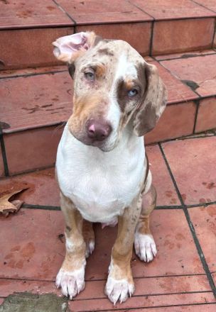 Catahoula Leopard Dog Welpen – NALC-zertifiziert, 2  Rüden!