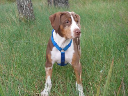 Catahoula Leopard Dog Welpen – NALC-zertifiziert, 2  Rüden!