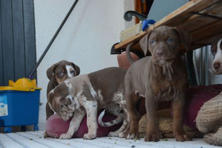 Catahoula Leopard Dog Welpen – NALC-zertifiziert, 2 Hündinnen + 3 Rüden!