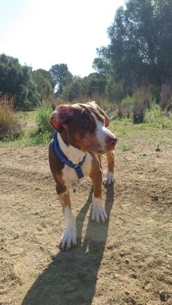 Catahoula Leopard Dog Welpen – NALC-zertifiziert, 2  Rüden!