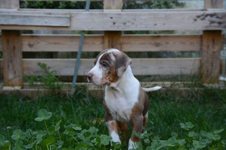 Catahoula Leopard Dog Welpen – NALC-zertifiziert, 2 Hündinnen + 3 Rüden!