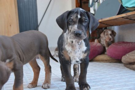 Catahoula Leopard Dog Welpen – NALC-zertifiziert, 2 Hündinnen + 3 Rüden!