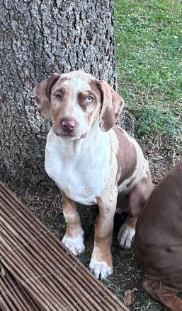 Catahoula Leopard Dog Welpen – NALC-zertifiziert, 2  Rüden!