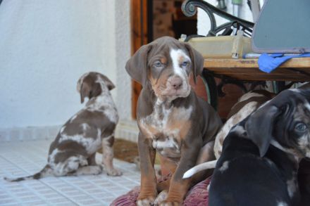Catahoula Leopard Dog Welpen – NALC-zertifiziert, 2 Hündinnen + 3 Rüden!