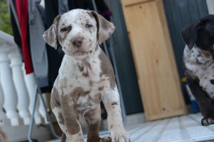 Catahoula Leopard Dog Welpen – NALC-zertifiziert, 2 Hündinnen + 3 Rüden!