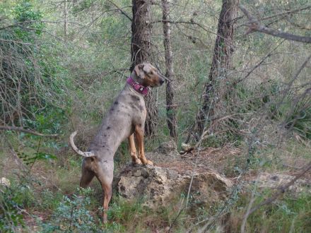 Catahoula Leopard Dog Welpen – NALC-zertifiziert, 2 Hündinnen + 3 Rüden!