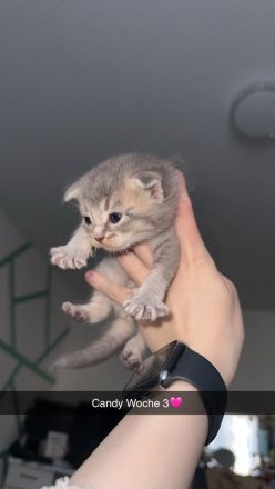 Somali × Maine Coon Kitten – 6 Babys geboren am 18.02.2026