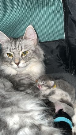 Somali × Maine Coon Kitten – 6 Babys geboren am 18.02.2026