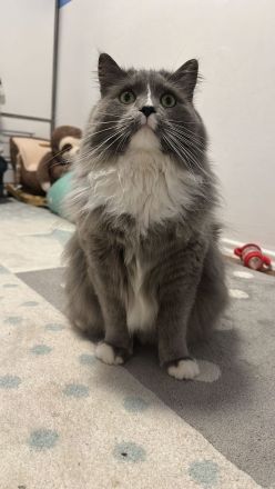 Somali × Maine Coon Kitten – 6 Babys geboren am 18.02.2026