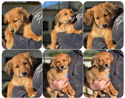 Skiouros – fröhlich und verspielt