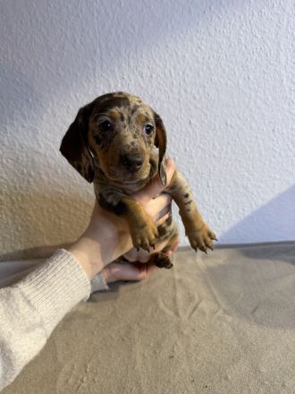 Zwergdackel Weihnachtswunder suchen liebevolles zu Hause