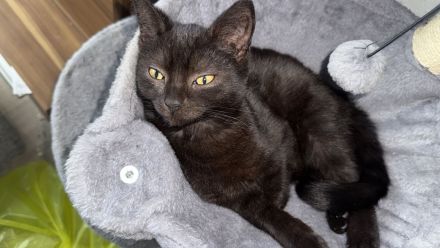 Liebe volles für immer Zuhause gesucht