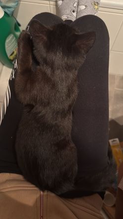 Liebe volles für immer Zuhause gesucht