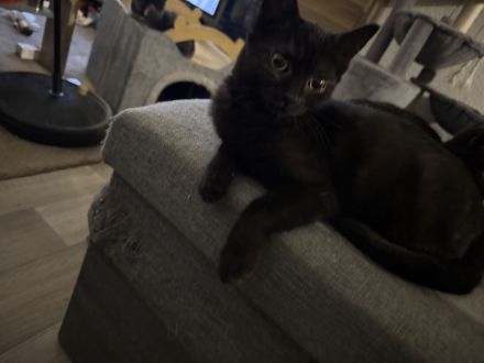 Liebe volles für immer Zuhause gesucht