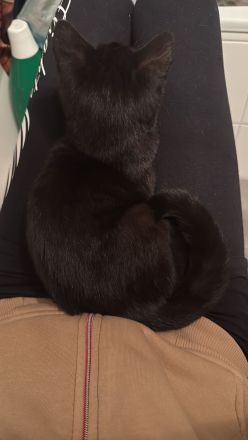 Liebe volles für immer Zuhause gesucht