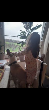 Französische Bulldogge Mix sucht liebevolles zuhause