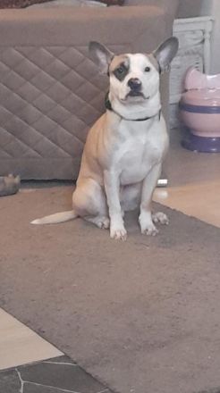 Französische Bulldogge Mix sucht liebevolles zuhause