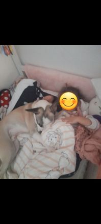 Französische Bulldogge Mix sucht liebevolles zuhause