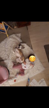 Französische Bulldogge Mix sucht liebevolles zuhause